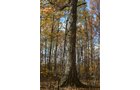 Property photo 33 - 75.3 Acres Offered in 2 Tracts